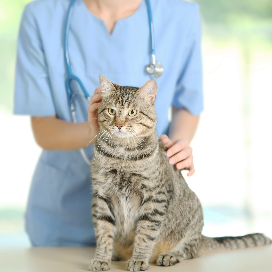 A person with a stethoscope around their neck petting a cat