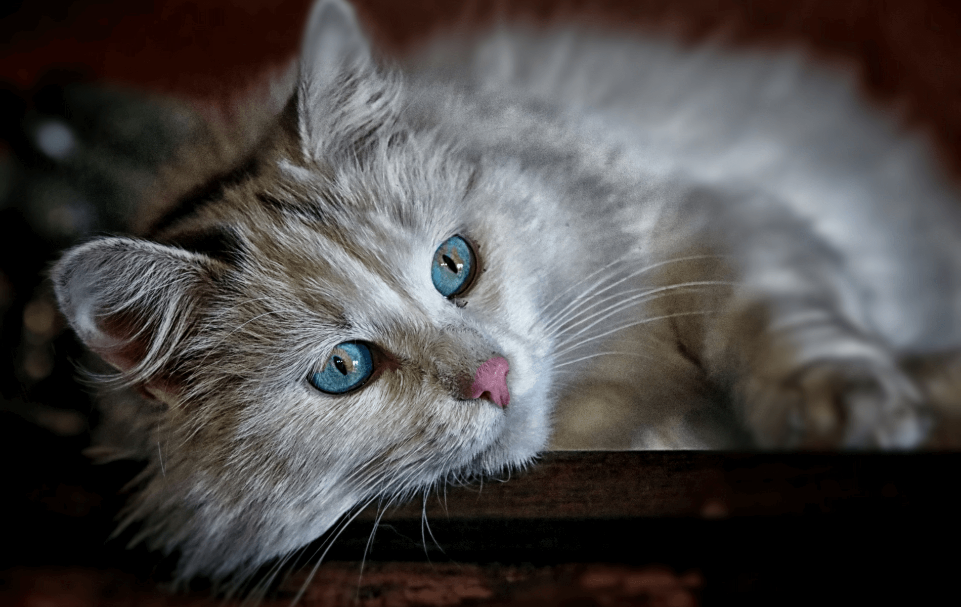 Photo inspiration: Gallery Detail: Emergency Pet Care Paws Veterinary Clinic And Grooming Spa