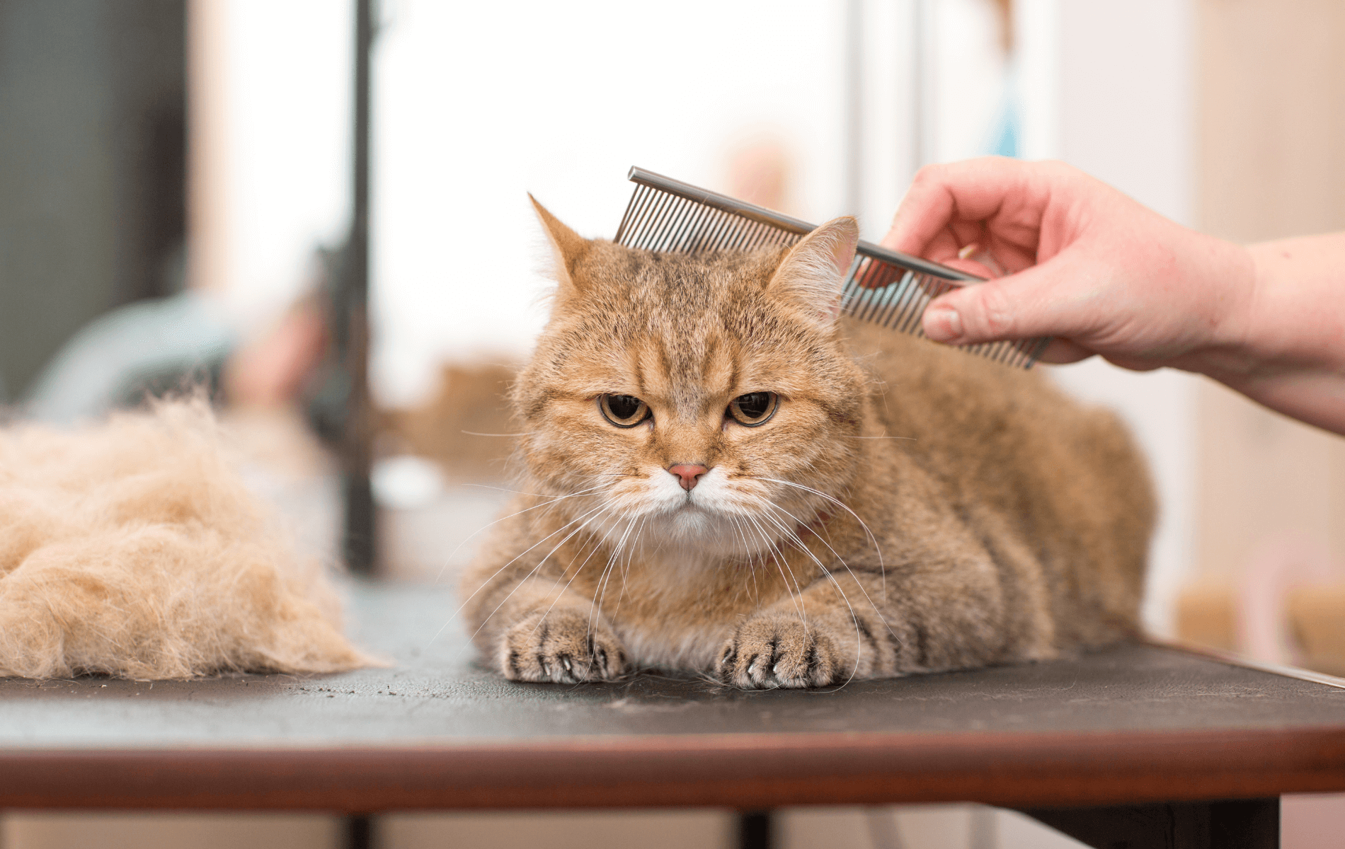 A hand combing a cat