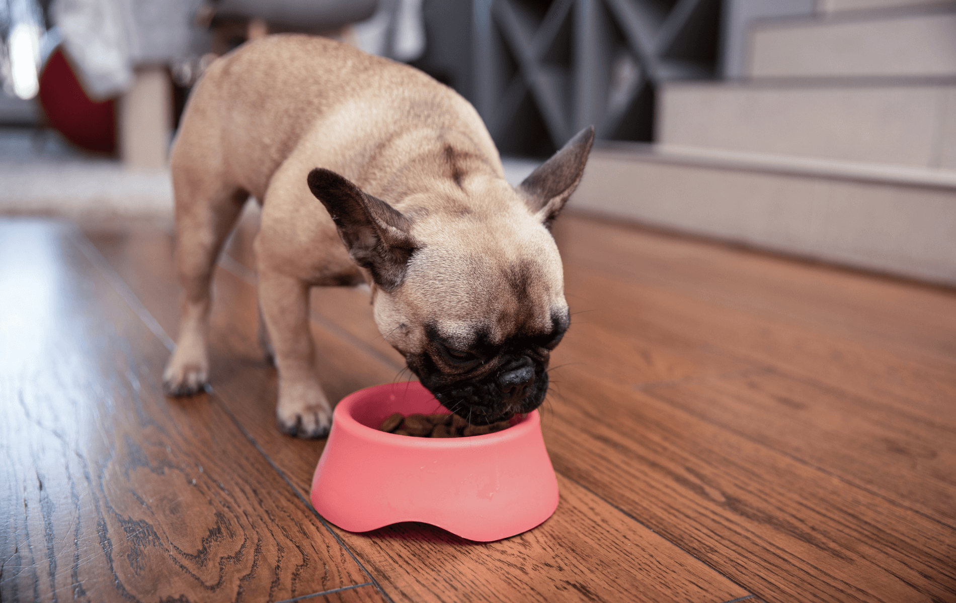 A dog eating from a bowl