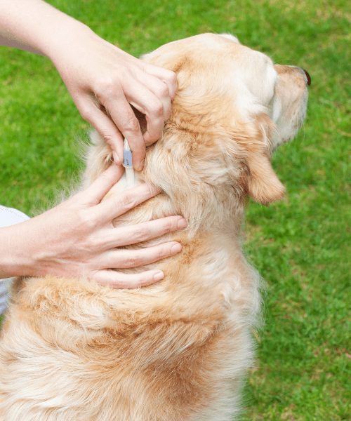 A person giving drop medicine to a dog