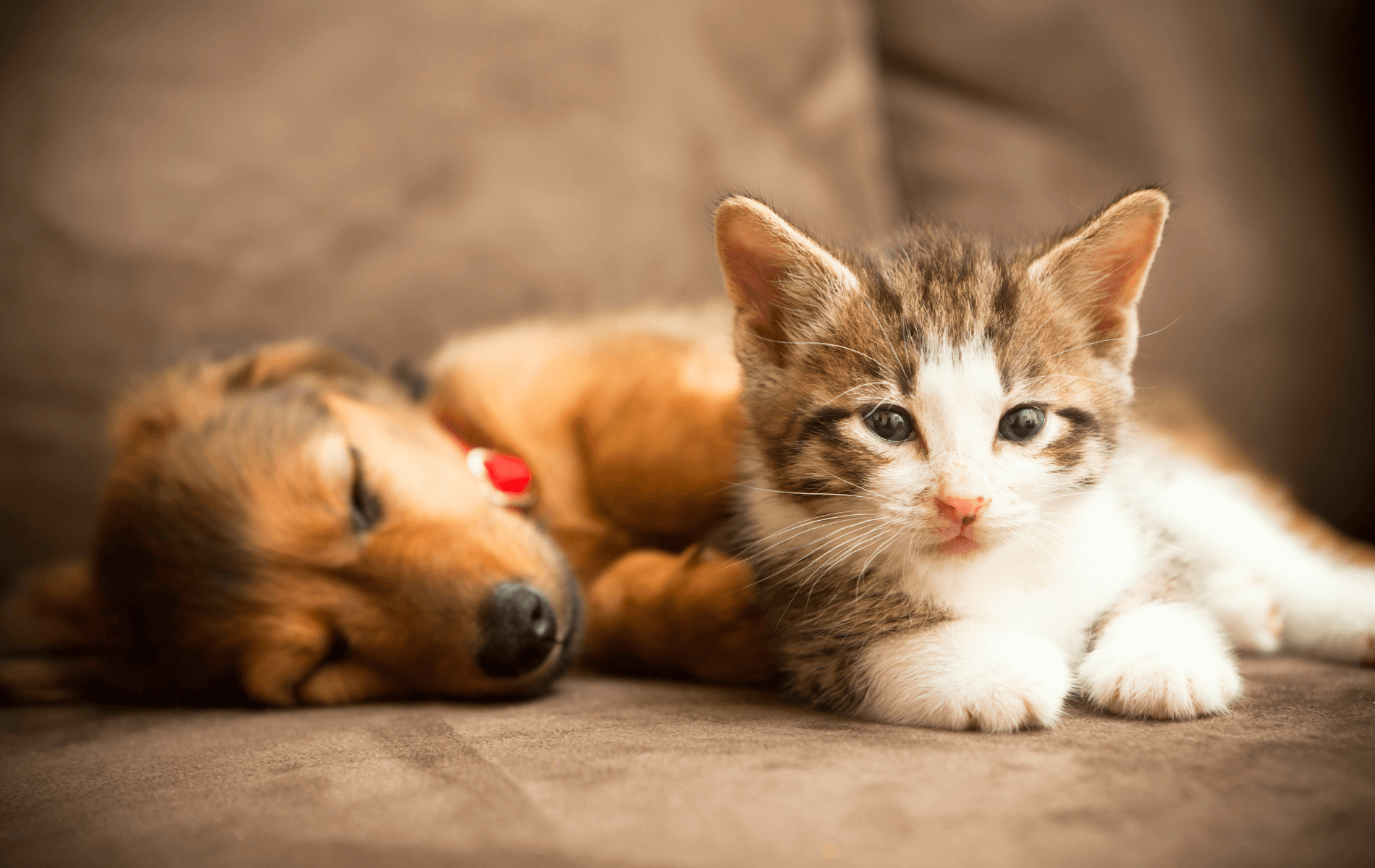 A cat and dog lying on a couch