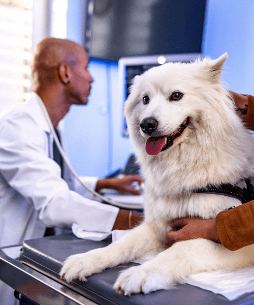 A dog being examined by a vet