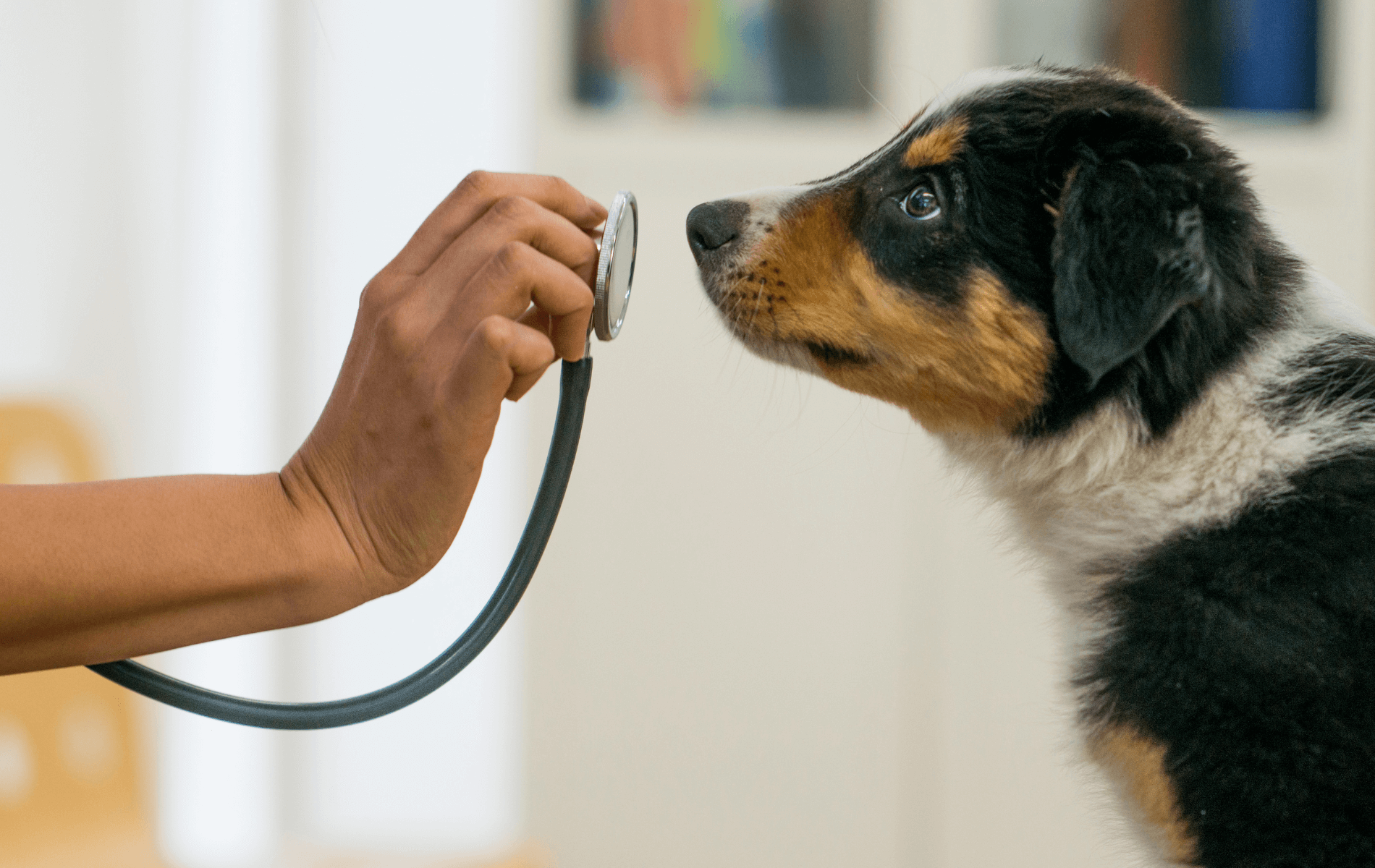 A dog looking at a stethoscope