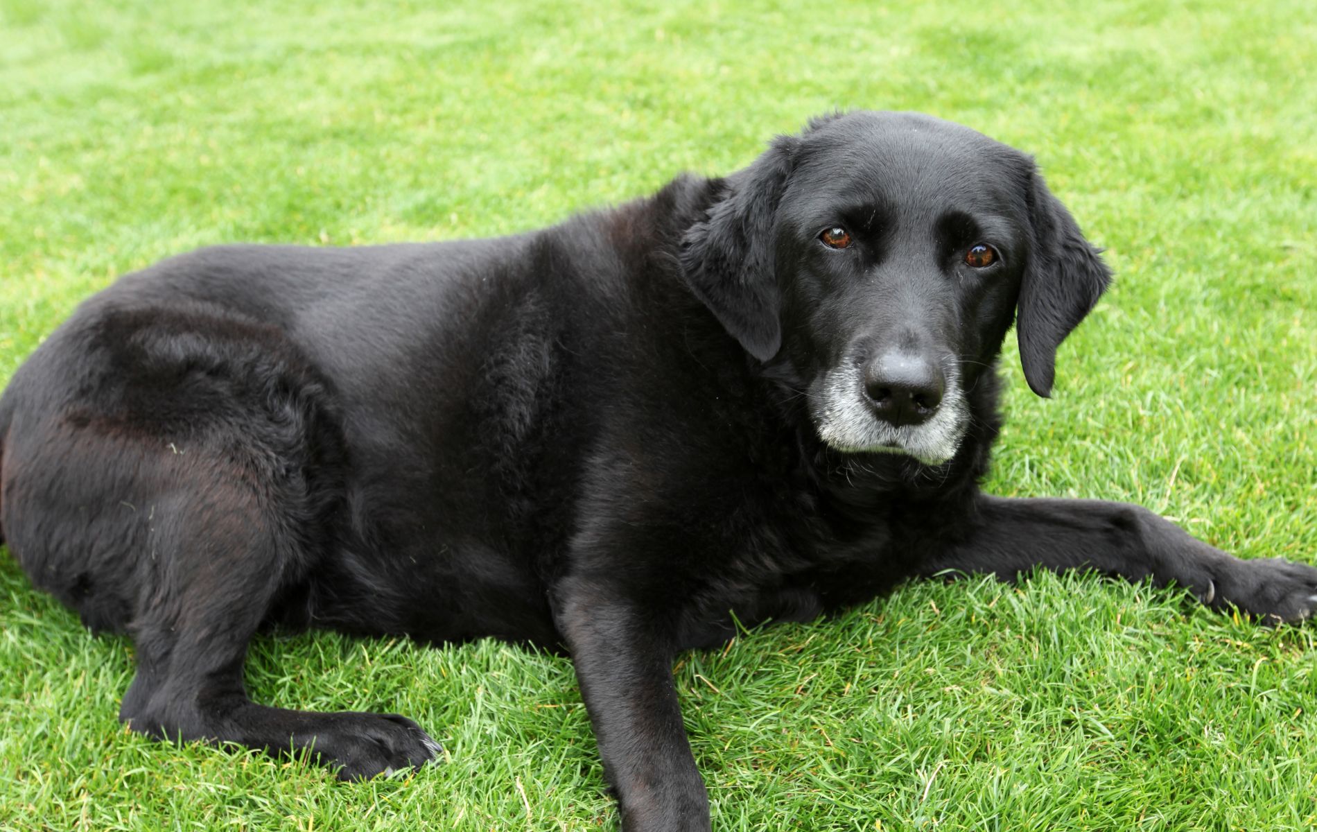 senior black dog with gray face